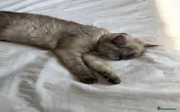 Mixed Breed cats for sale: Adorable Exotic X DSH 🐾  - Image 8