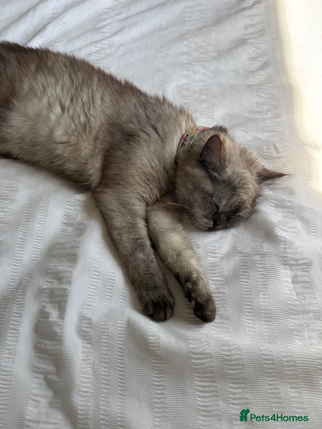 Mixed Breed cats for sale: Adorable Exotic X DSH 🐾  - Image 8