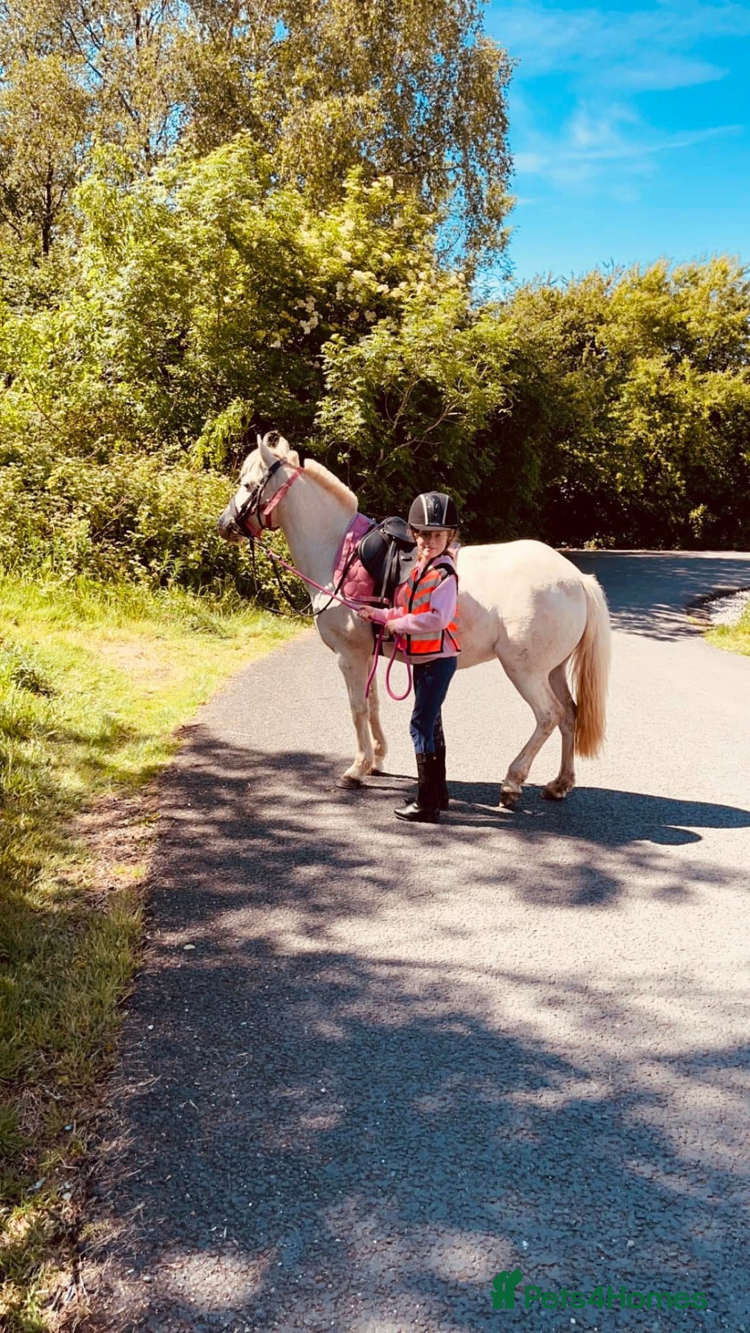 Riding pony horses for sale: For Sale Kids Lead Rein Pony! Safe and Bombproof - Advert 15