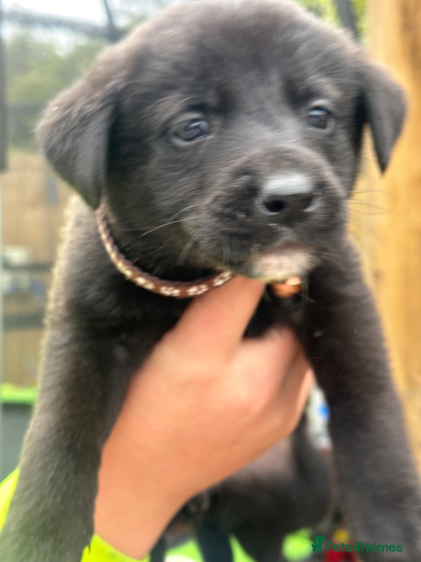 Mixed Breed dogs  Loving Labrakitas  - Advert 19