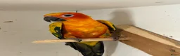Conures birds for sale: Sun conures for sale - Advert 4