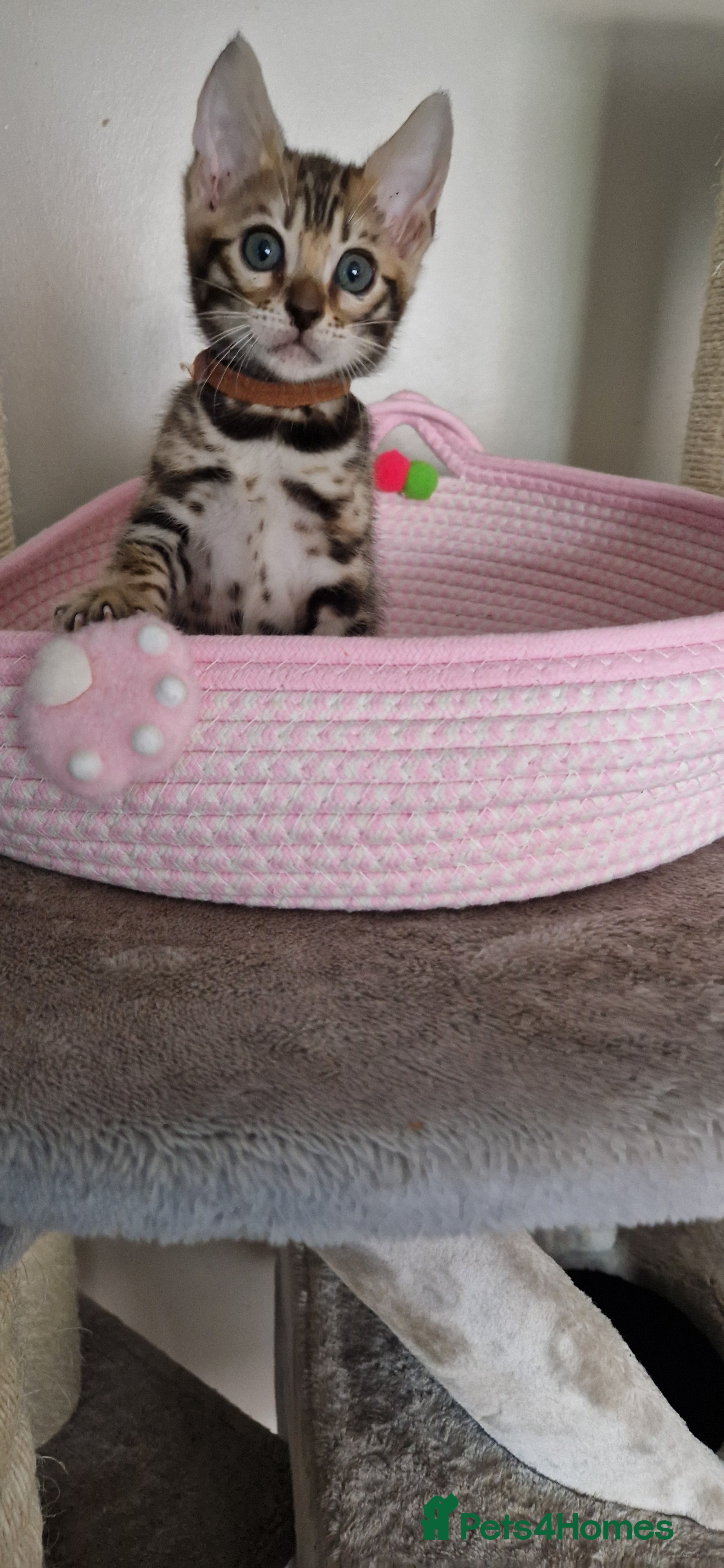 Bengal cats Beautiful kittens 🥰 - Advert 16