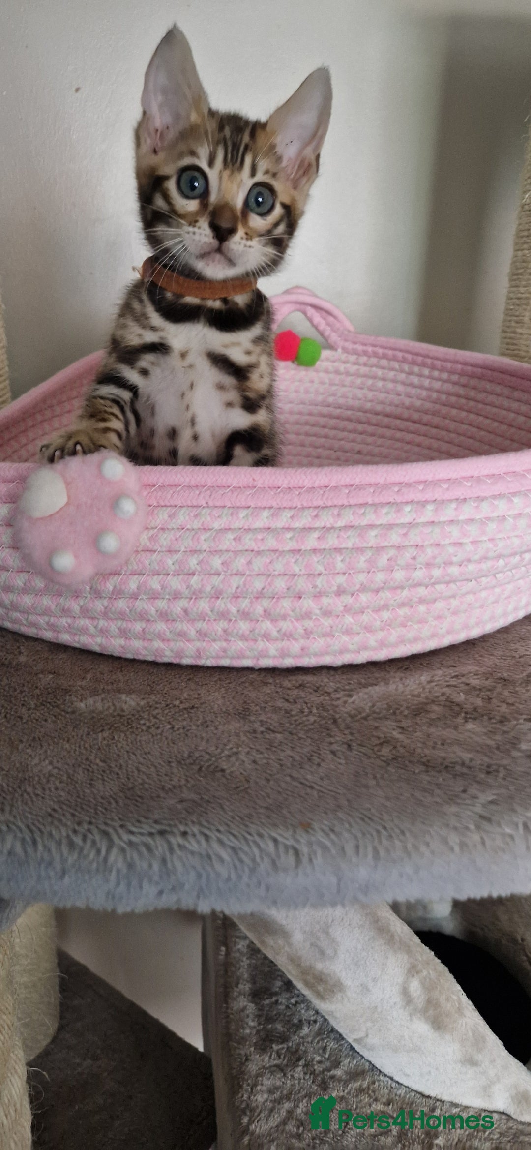 Bengal cats for sale: Beautiful kittens 🥰 - Advert 35