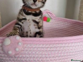 Bengal cats Beautiful kittens 🥰 - Advert 16