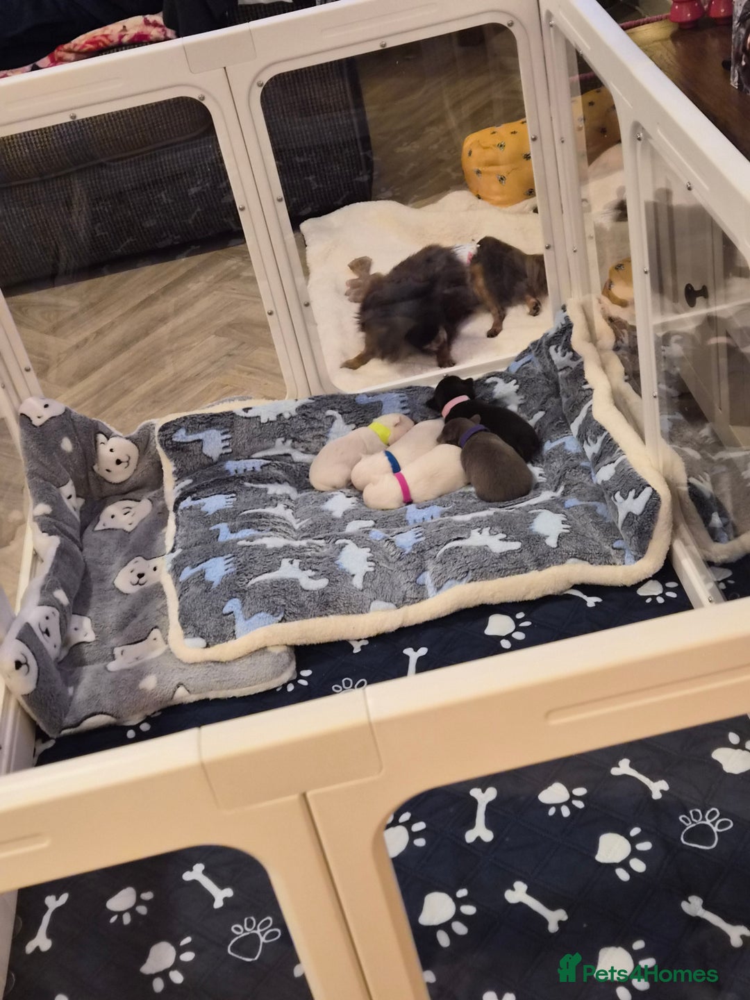 Chihuahua dogs for sale: 5 Beautiful true to type small chihuahuas - Advert 5