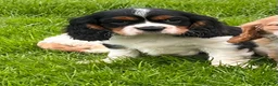 Cavalier King Charles Spaniel dogs for sale: Beautiful cavalier King Charles puppies  - Advert 8