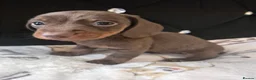 Miniature Dachshund dogs for sale:  Miniture dashchund puppies for sale - Advert 6