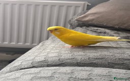 Budgerigars birds for sale: 4 budgies, 2 female 2 male  - Image 2