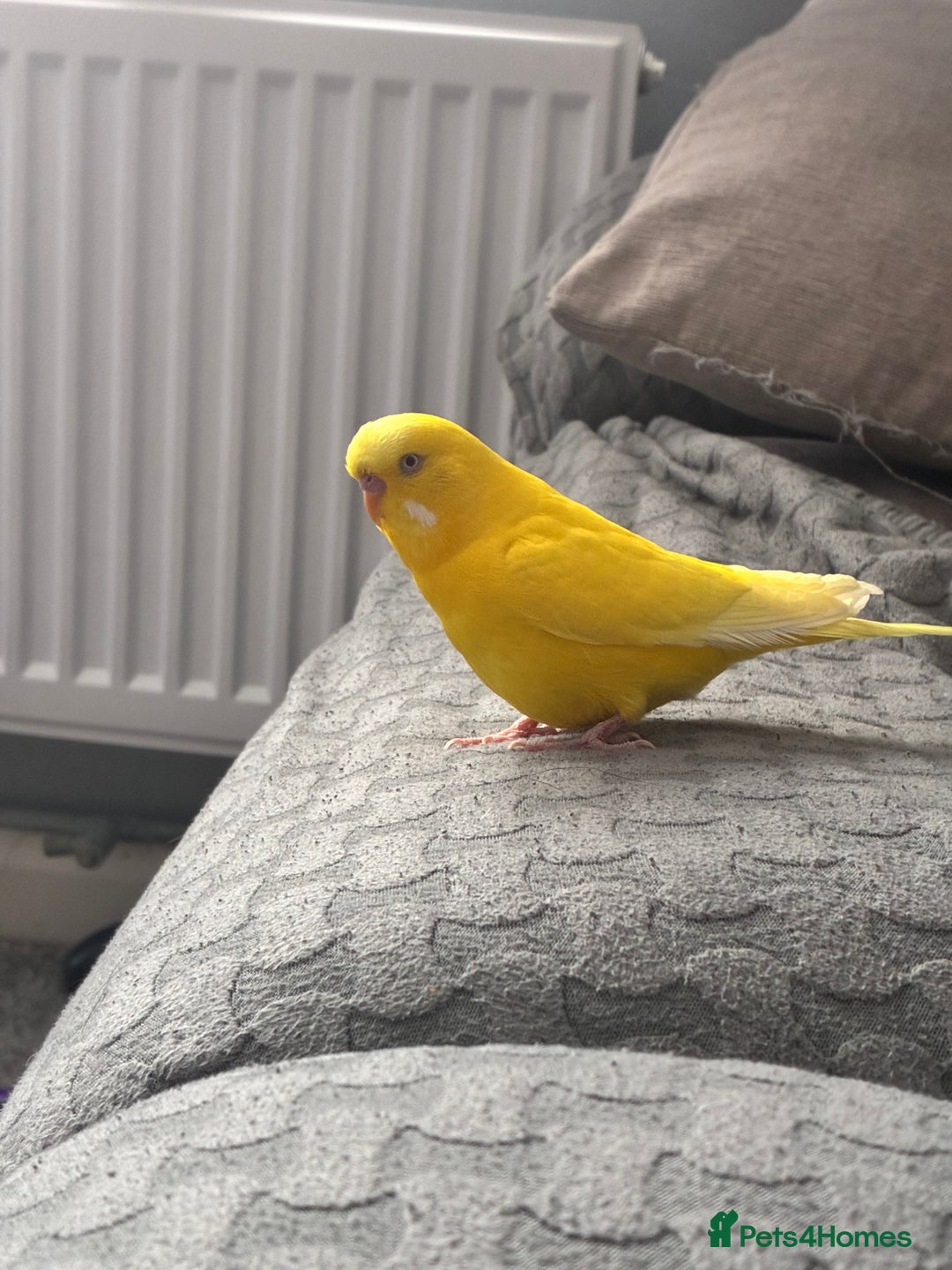 Budgerigars birds for sale: 4 budgies, 2 female 2 male  - Image 2