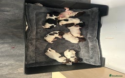 English Springer Spaniel dogs for sale: KC registered Springer spaniels puppies  - Image 6