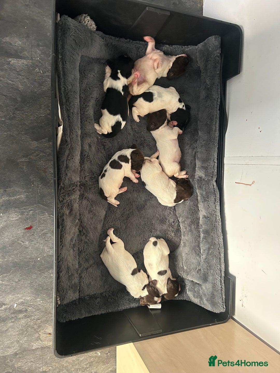 English Springer Spaniel dogs for sale: KC registered Springer spaniels puppies  - Image 6