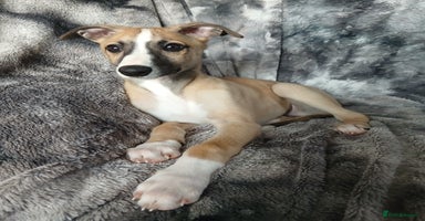 Whippet dogs - Advert 14