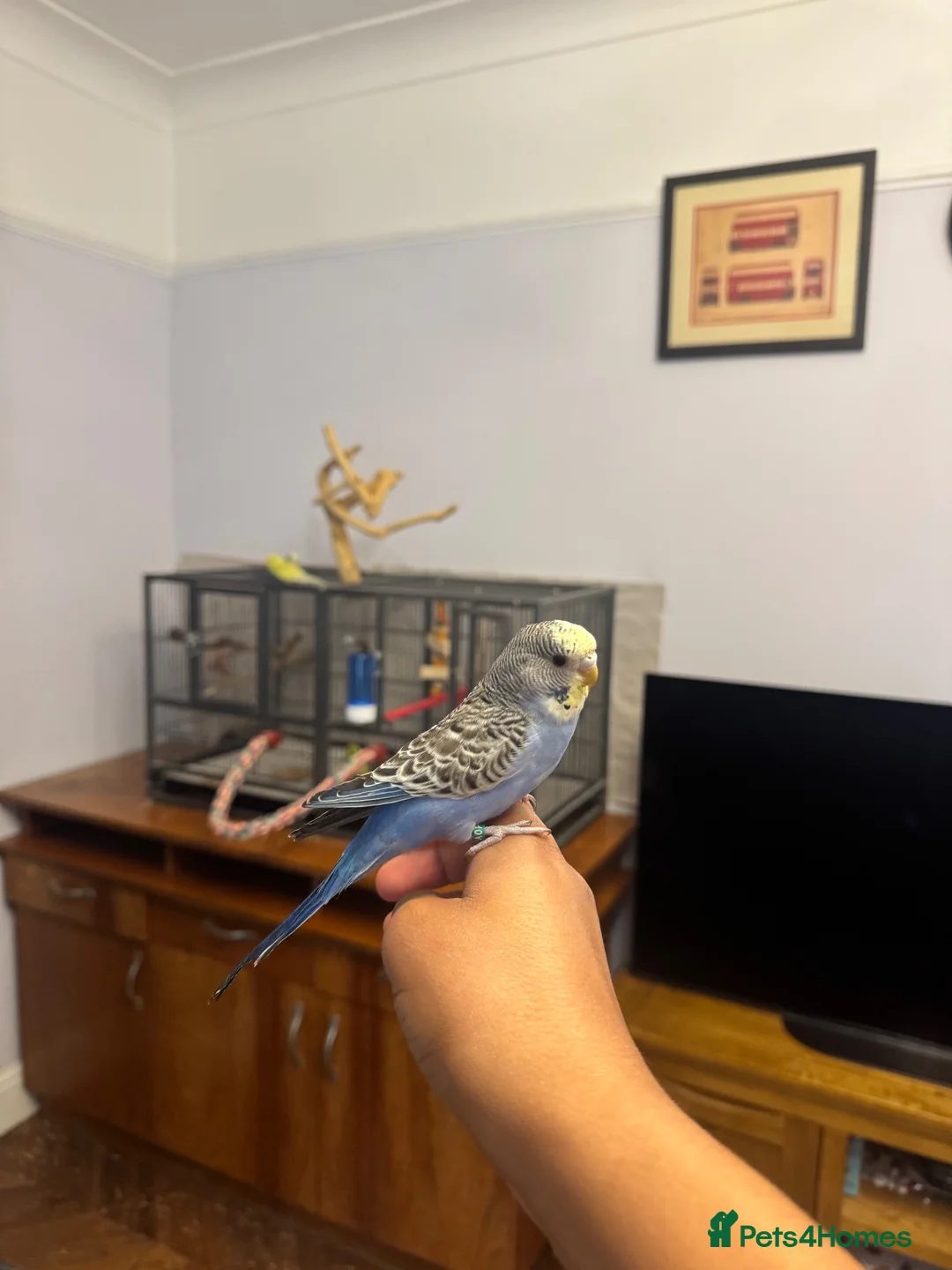 Budgerigars birds for sale: Hand Tame Baby Budgies - Advert 2