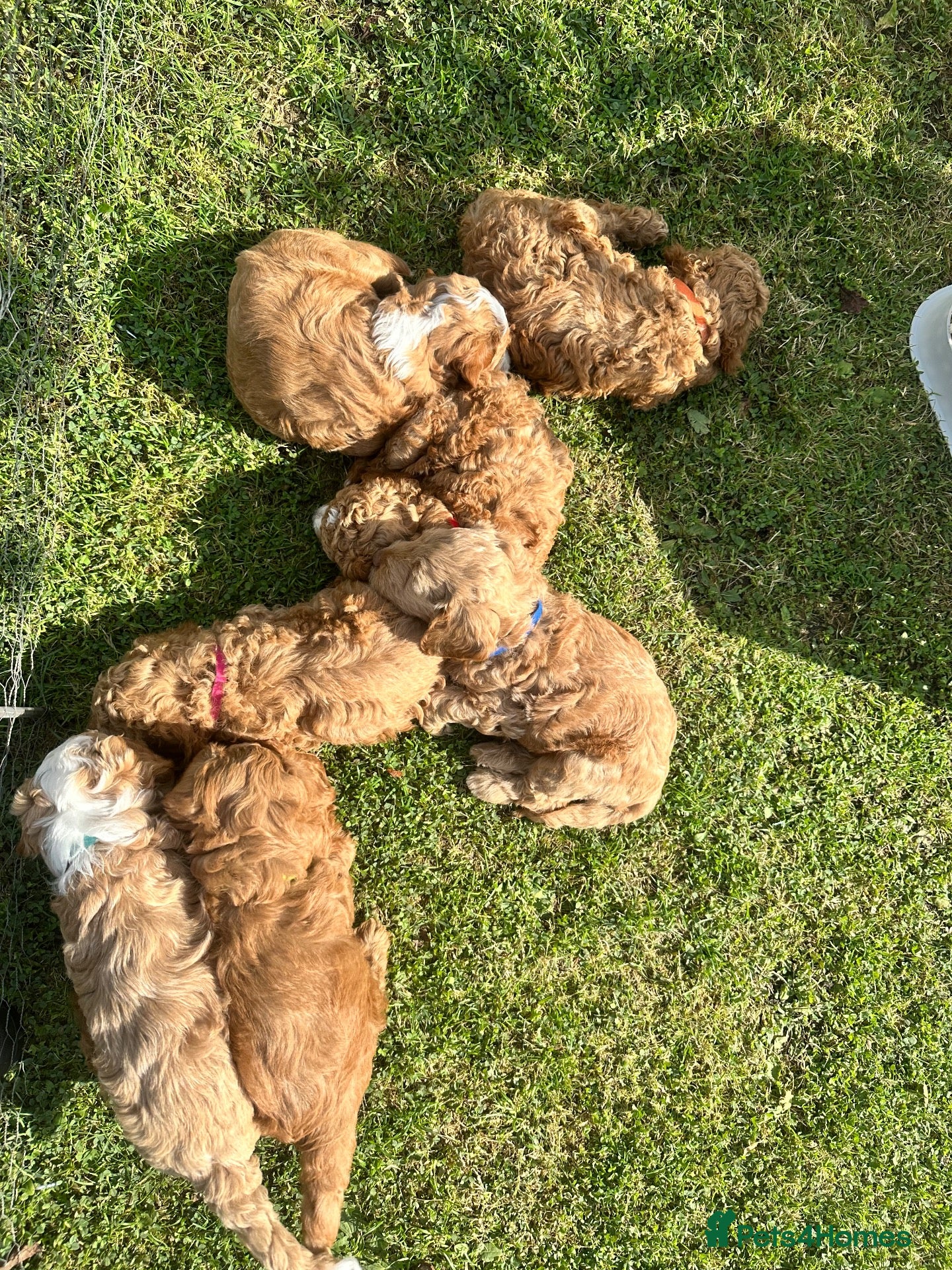 Mini Goldendoodle dogs Home reared mini Goldendoodles - Advert 2