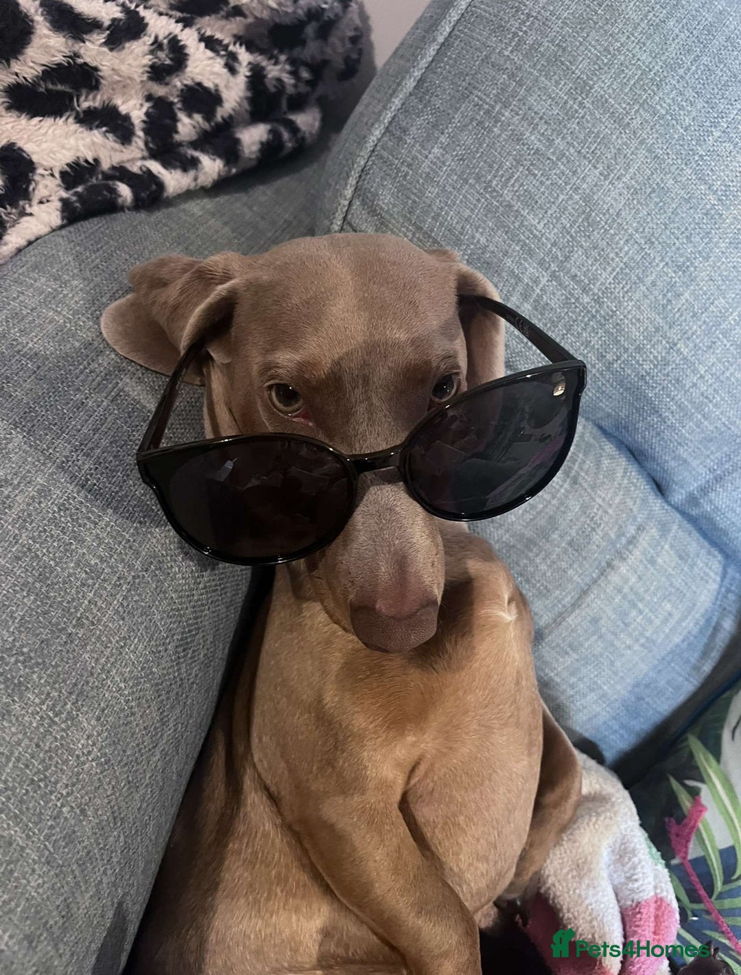 Miniature Dachshund dogs for stud: Isabella miniature dachshund (stud) - Advert 9