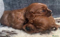 Cavalier King Charles Spaniel dogs for sale: K C registered Ruby Cavaliers - health tested  - Image 4