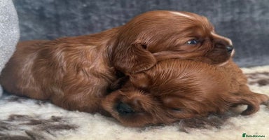 Cavalier King Charles Spaniel dogs - Advert 7