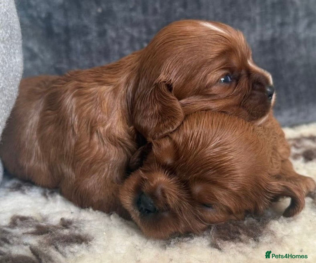 Cavalier King Charles Spaniel dogs for sale: K C registered Ruby Cavaliers - health tested  - Image 4