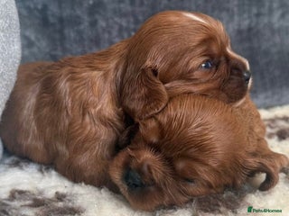 Cavalier King Charles Spaniel dogs K C registered Ruby Cavaliers - health tested - Advert 18