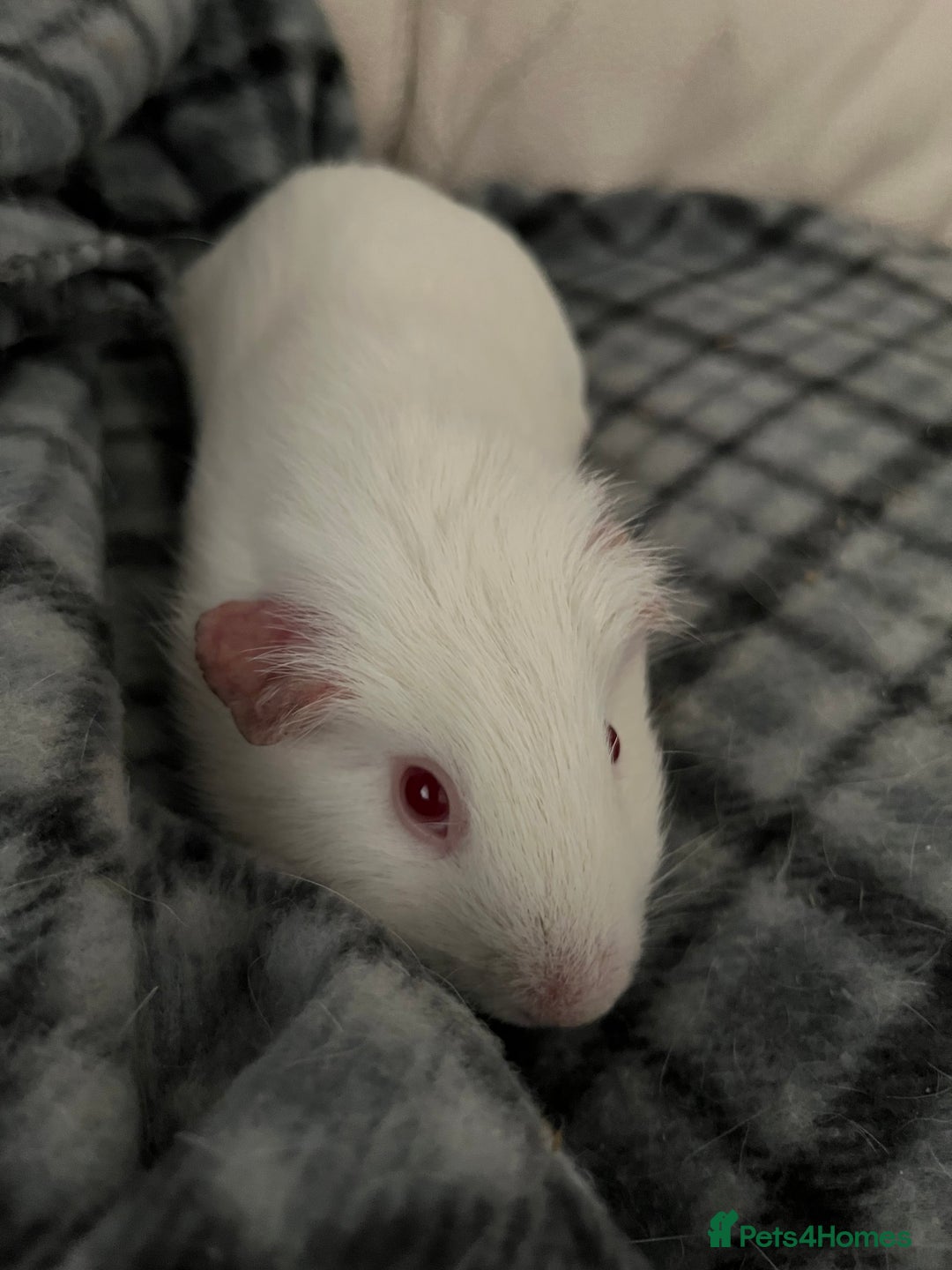 Guinea Pig rodents for sale: Beautiful white female guinea pig looking for home - Image 5