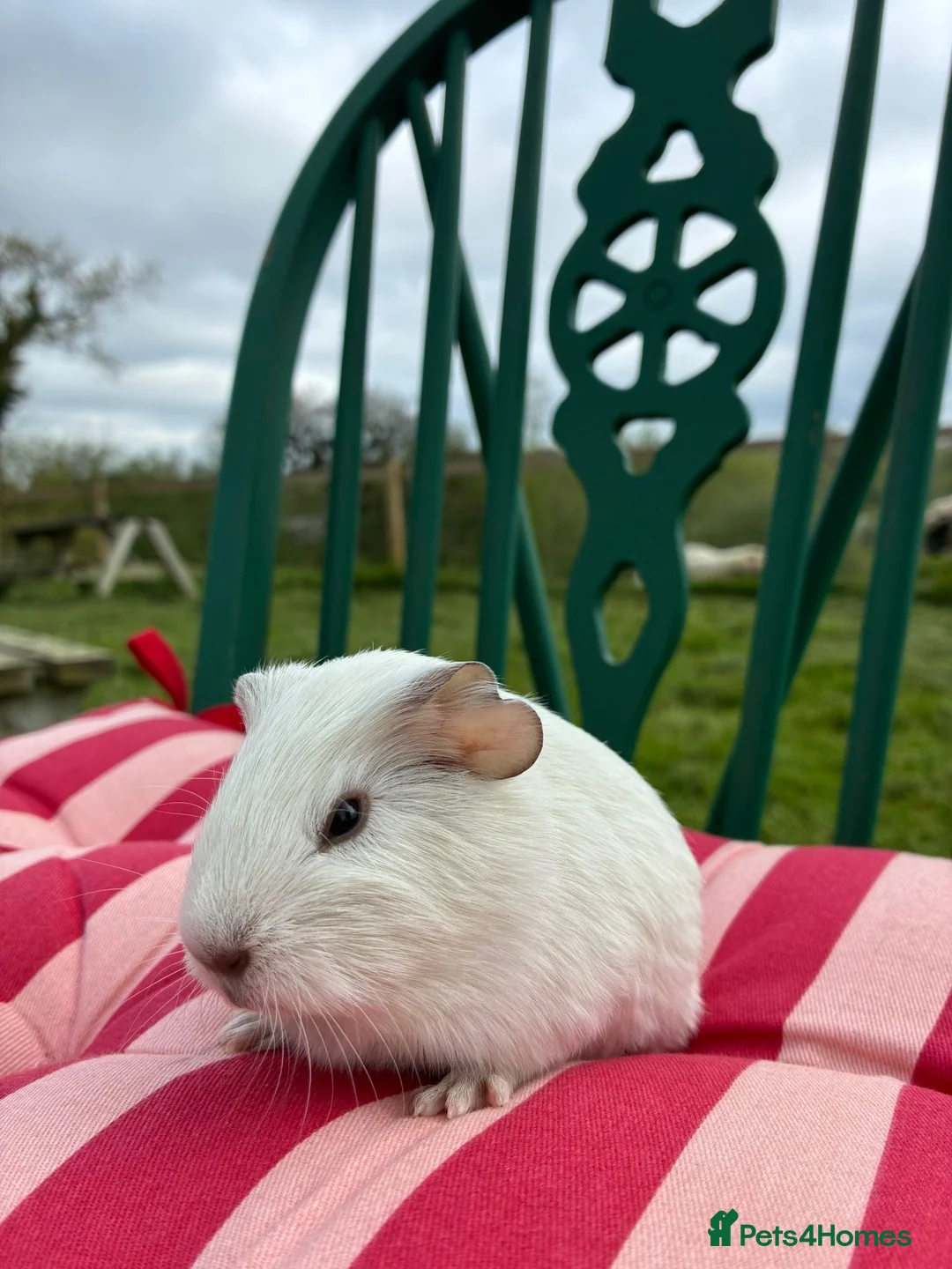 Guinea Pig rodents for sale: Baby guinea pigs for sale  - Advert 10
