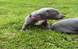Staffordshire Bull Terrier dogs for sale: Blue Staffordshire Bull Terrier Puppies KC reg - Image 10