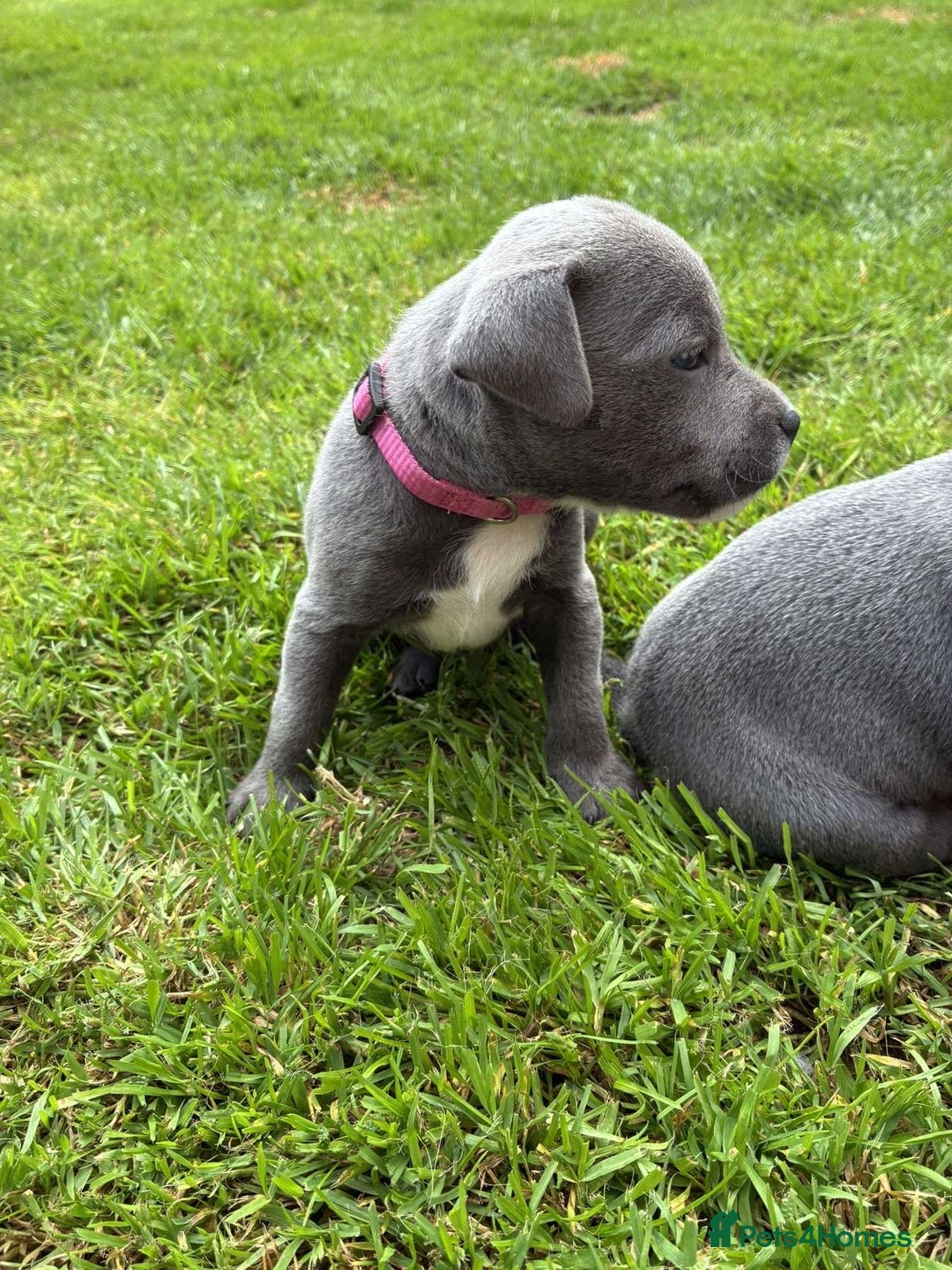 Staffordshire Bull Terrier dogs for sale: Blue Staffordshire Bull Terrier Puppies KC reg - Image 10