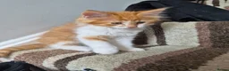 Mixed Breed cats for sale: Mixed race kittens for sale.  - Advert 10