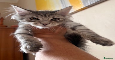 Maine Coon cats - Advert 16