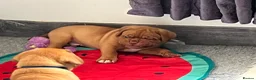 Dogue De Bordeaux dogs for sale: Exceptional KC Dogue de Bordeaux Puppies - Advert 12