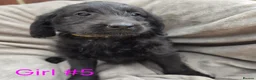 Labradoodle dogs for sale: F1 labradoodles - Advert 11