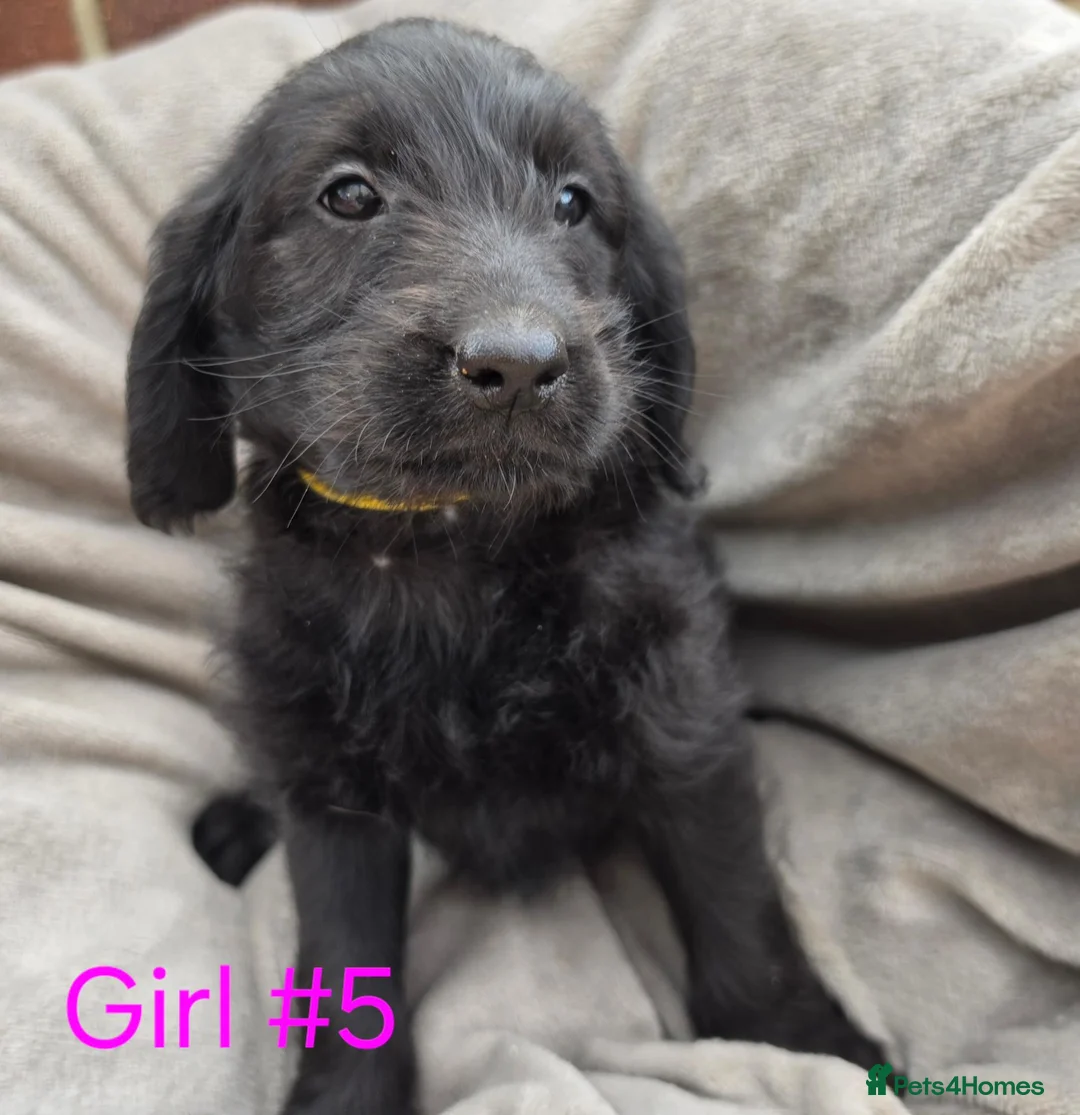 Labradoodle dogs for sale: F1 labradoodles - Advert 11