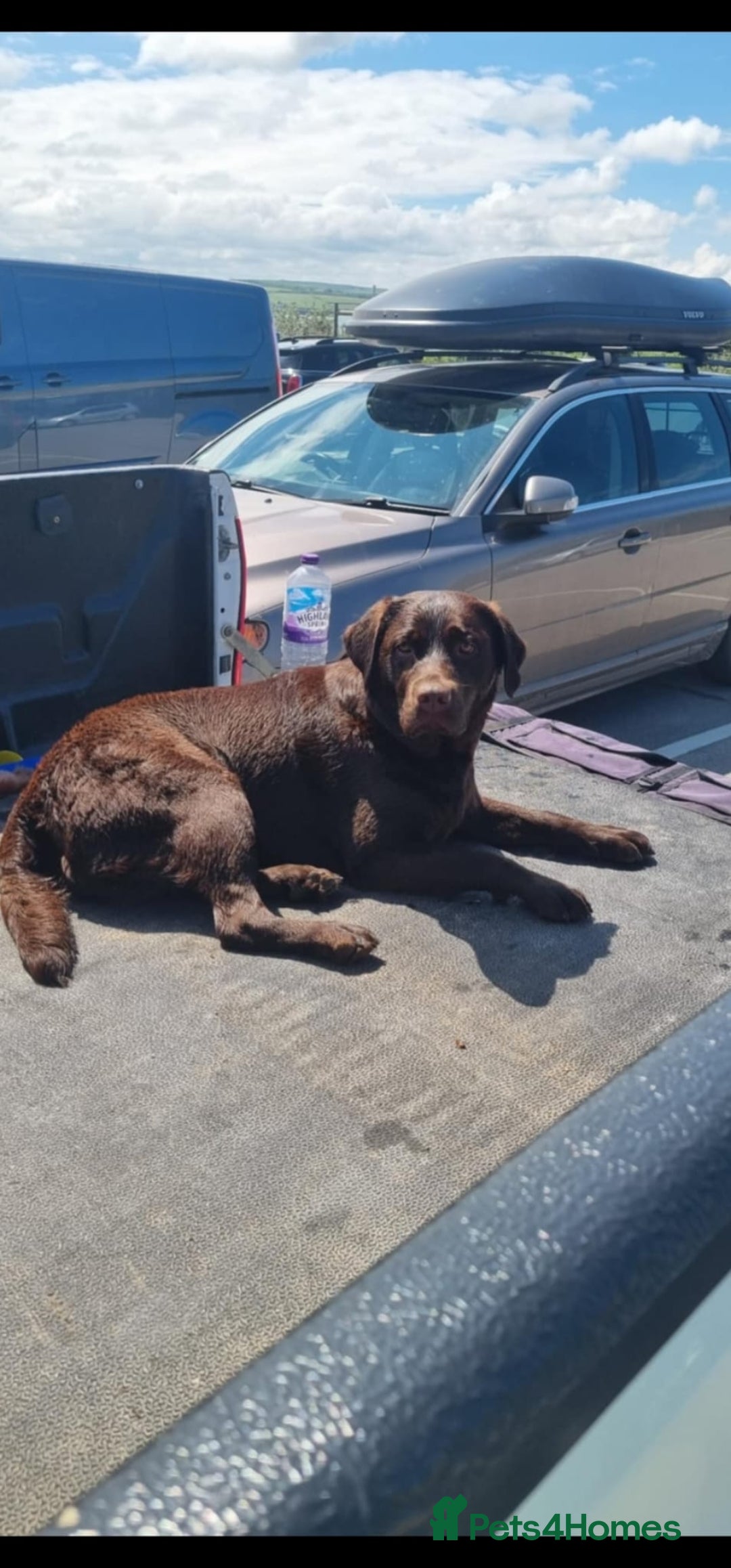 Labrador Retriever dogs for sale: Beautiful KC Show Line Labrador Puppys  - Advert 6