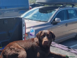 Labrador Retriever dogs Beautiful KC Show Line Labrador Puppys - Advert 6