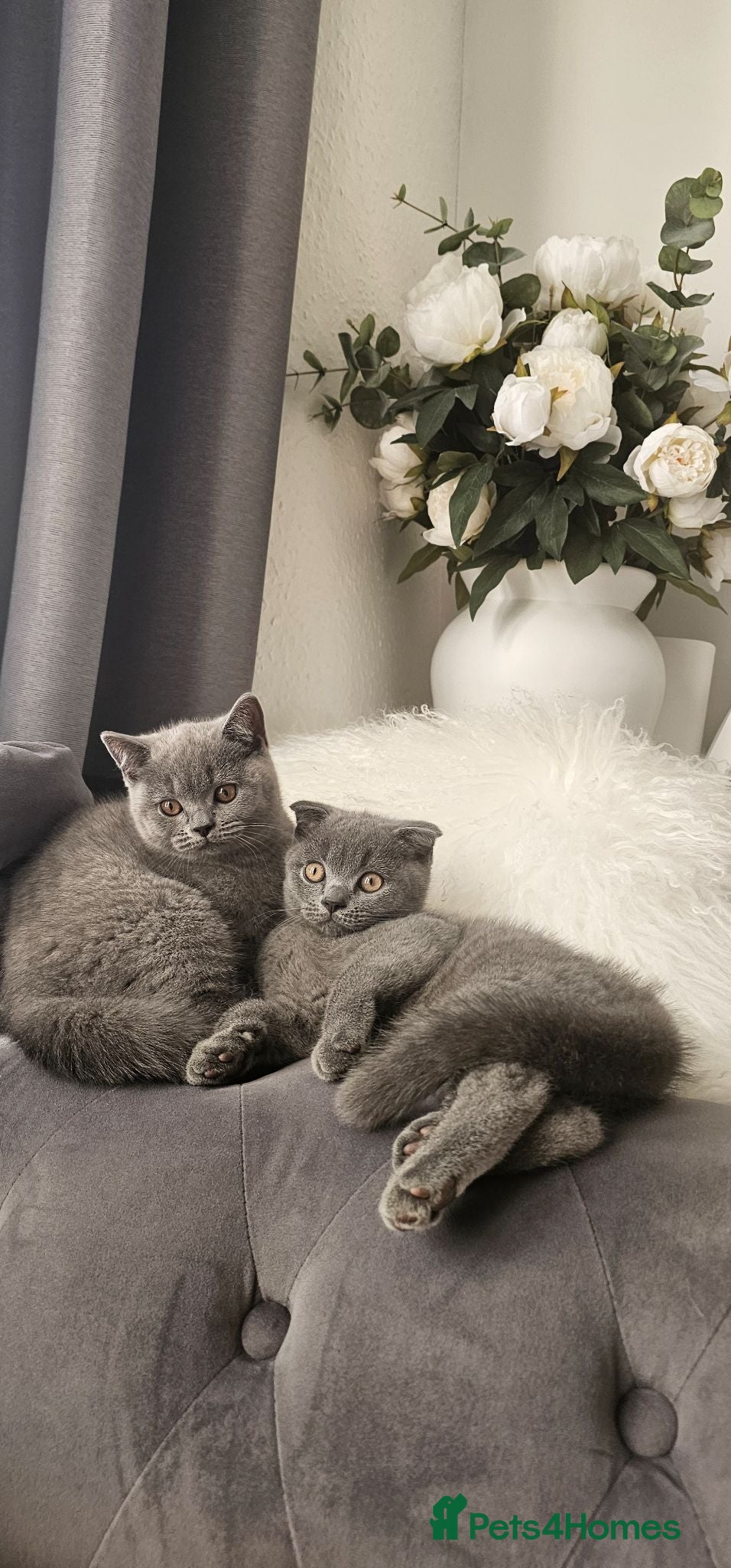 Scottish Fold cats GREAT OFFER! Scottish Fold & Straight Ear Kittens - Advert 2