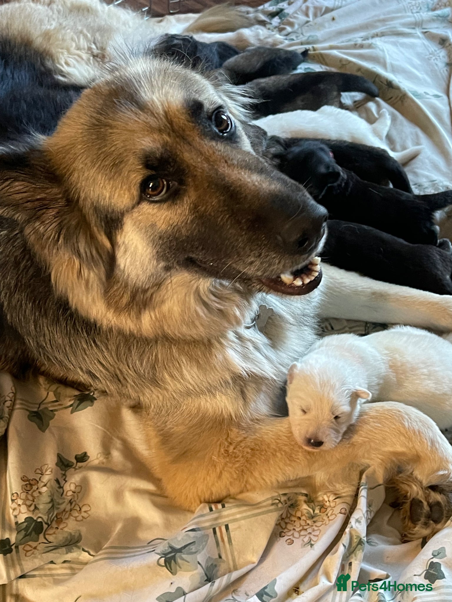 German Shepherd dogs Stunning Mix KC Registered Long Hair GSD DM Clear - Advert 2