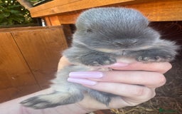 Netherland Dwarf rabbits for sale: Netherland dewarfs, ready to leave in 6 weeks  - Image 8