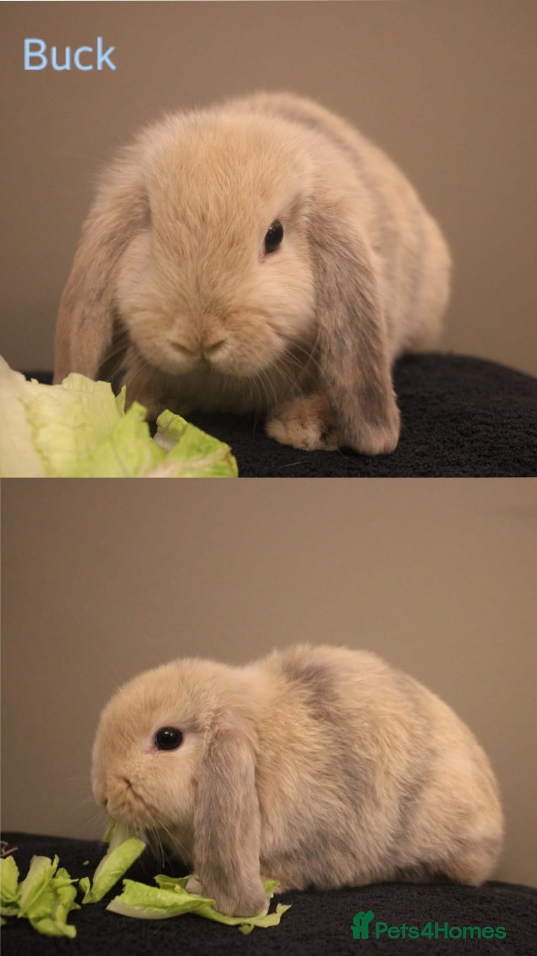 Mini Lop rabbits for sale: Stunning mini lop bunnies, 8wks, ready to collect - Advert 7