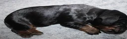 Cocker Spaniel dogs for sale: KC Reg WCS pups Health tested FTCH lines - Advert 14