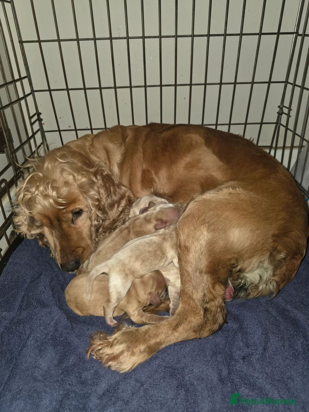Cocker Spaniel dogs for sale: Show cocker spaniel puppies - Advert 2