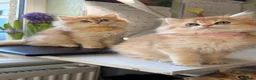British Longhair cats for sale: British Longhair golden kittens TICA - Advert 13