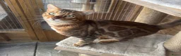 Bengal cats for sale: Stunning boy - Advert 2