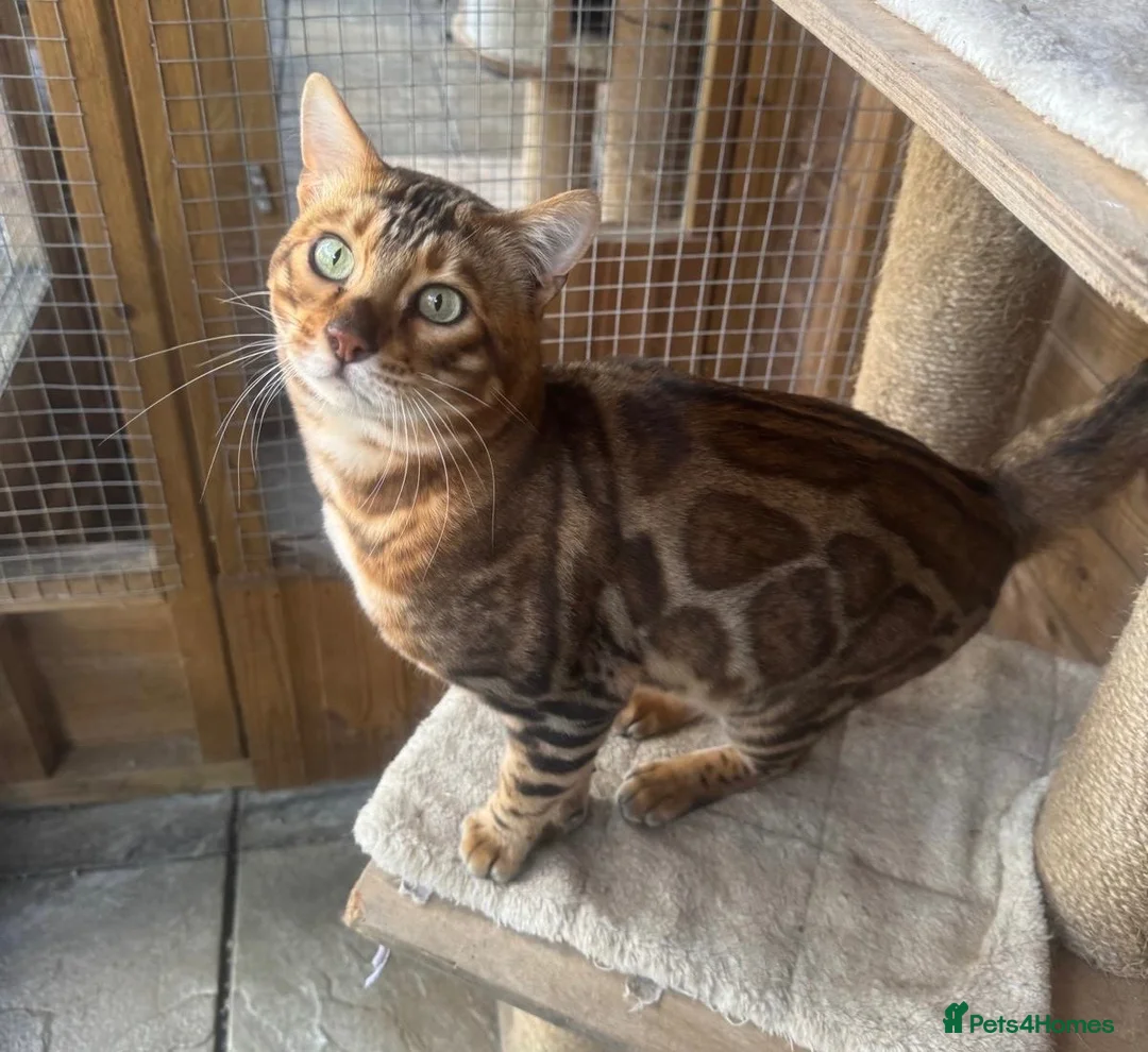 Bengal cats for sale: Stunning boy - Advert 2