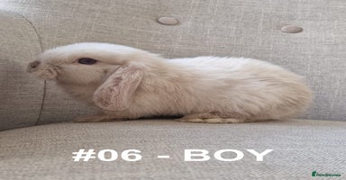 Mini Lop rabbits - Advert 1