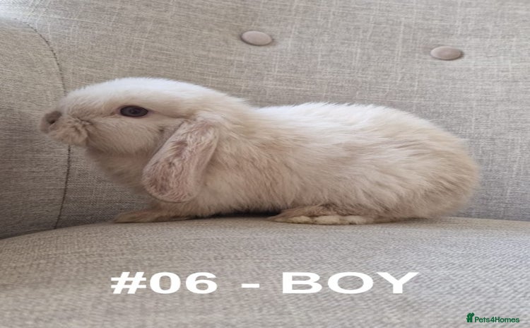 Mini Lop rabbits - Advert 2