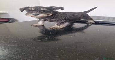 Miniature Schnauzer dogs - Advert 3