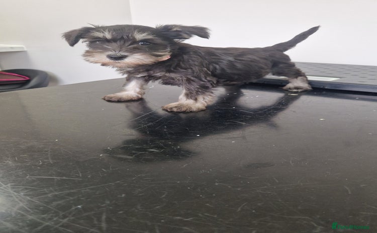 Miniature Schnauzer dogs - Advert 4