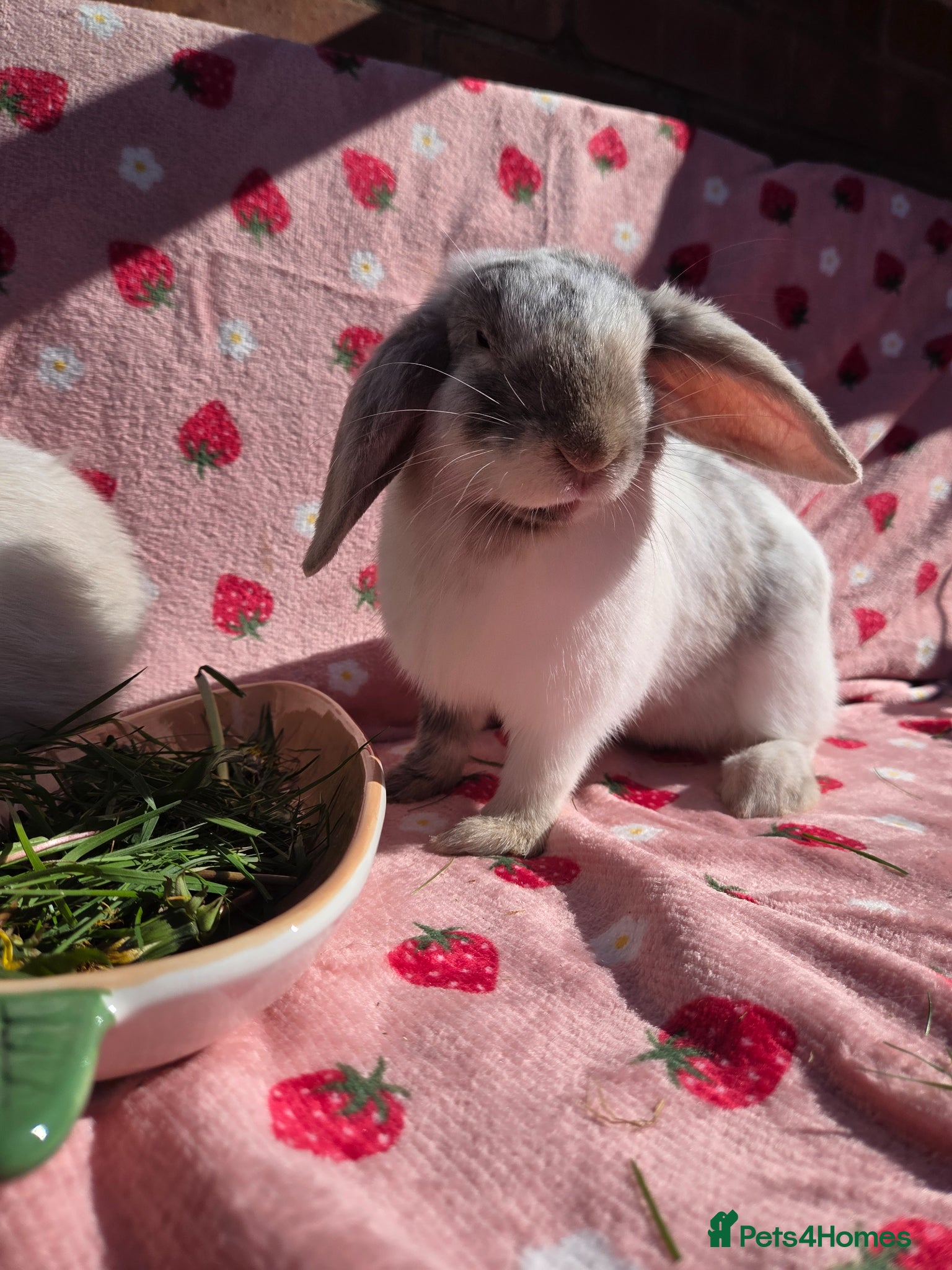 Mini Lop rabbits ☆Very tame Mini lops 10 week ☆2 left 1 does 1 buck - Advert 2