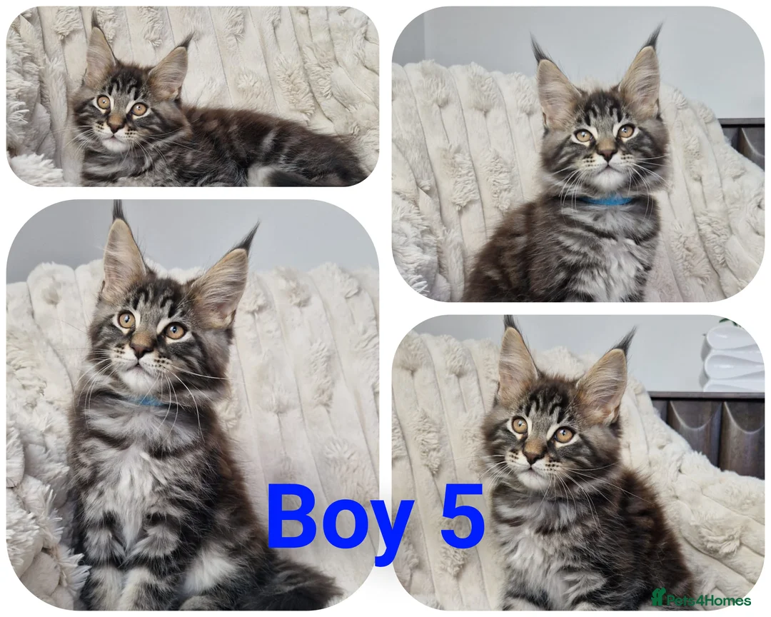 Maine Coon cats for sale:  TICA registered maine coon kittens - Advert 6