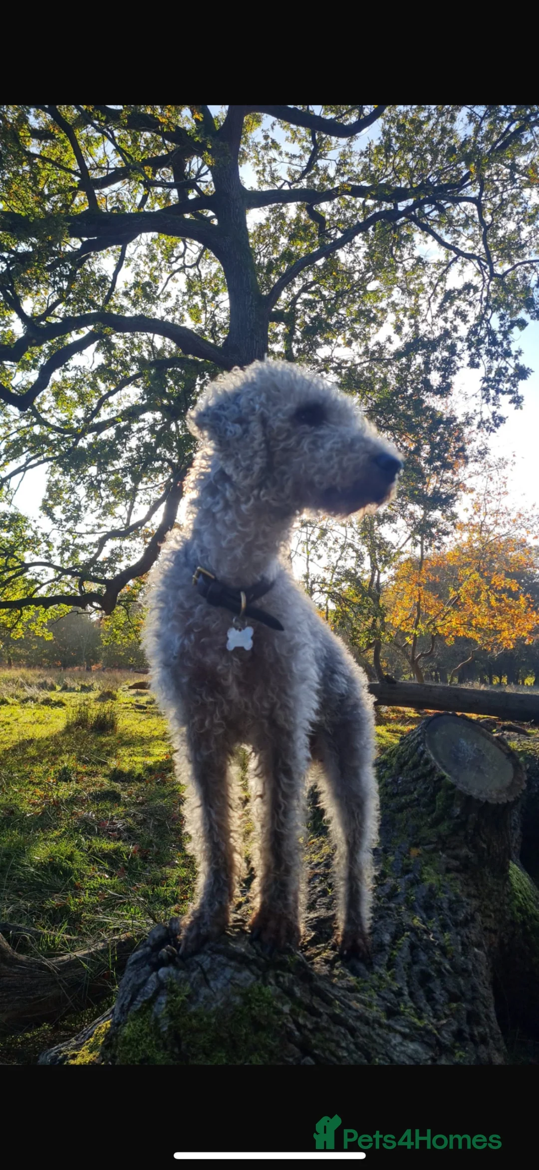 Bedlington Terrier dogs for sale: Bedlington Terrier Puppies  - Advert 2